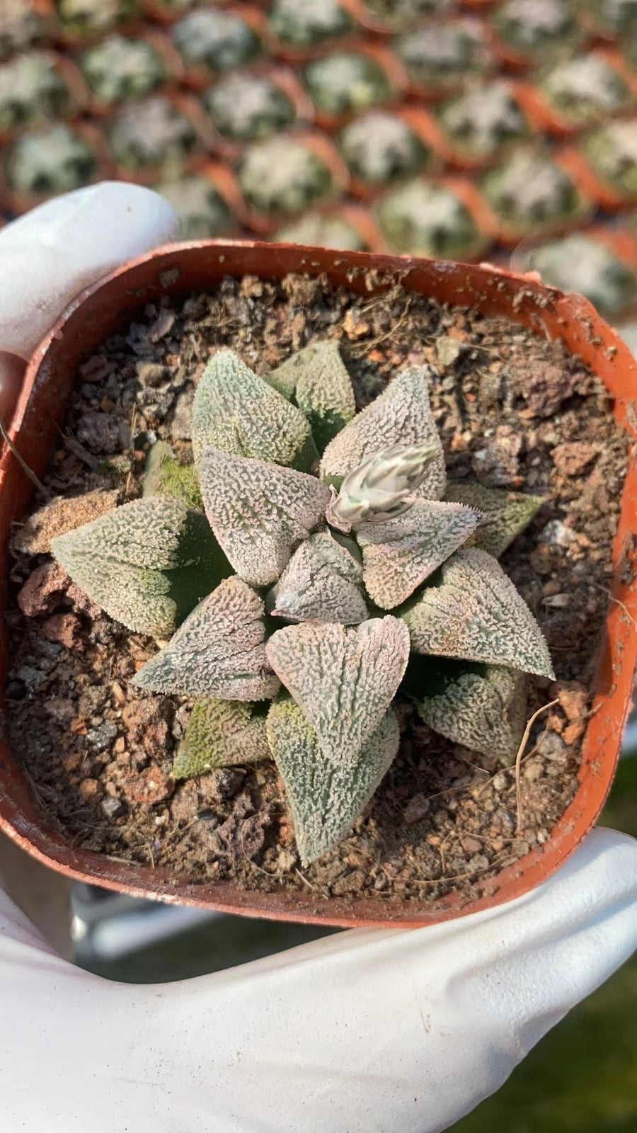 Rare Succulents - Haworthia Konayuki ‘Powder Snow (2”)