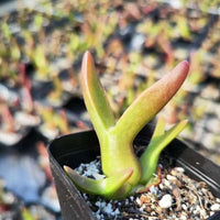 Rare Succulents - Mitrophyllum Mitratum, Spliting (2”)