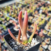 Rare Succulents - Mitrophyllum Mitratum, Spliting (2”)