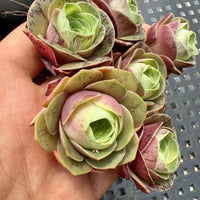 Aeonium Greenovia Red Velvet (1”), very Rare, Succulents