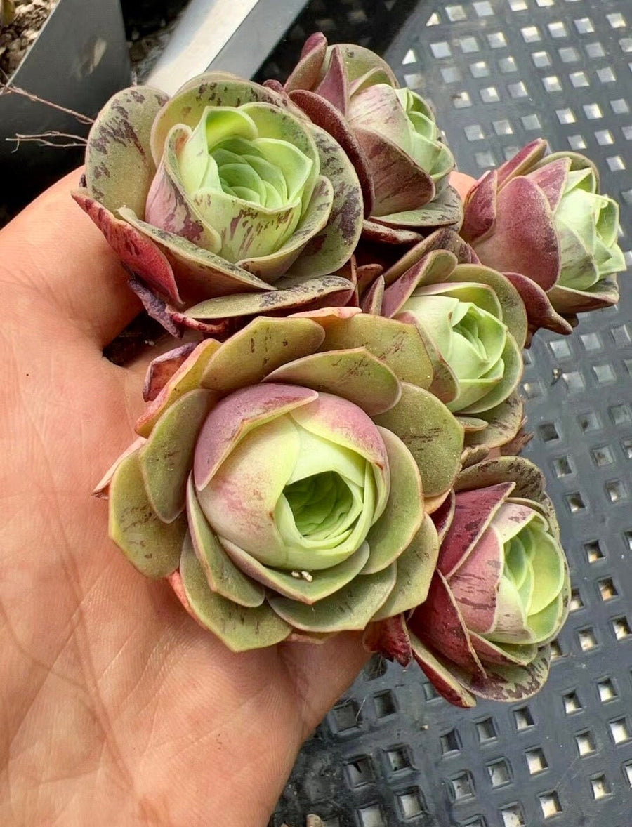 Aeonium Greenovia Red Velvet (1”), very Rare, Succulents