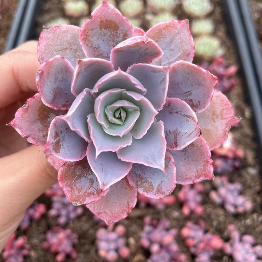 Rare Succulents - Echeveria Pinky (2”-3”)