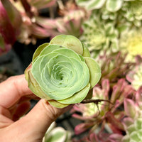 Rare Succulents - Greenovia Wine Cup (2”)