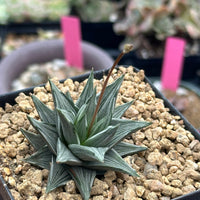 Rare Haworthia Ivory Tower White Variegata - Unique and Stunning