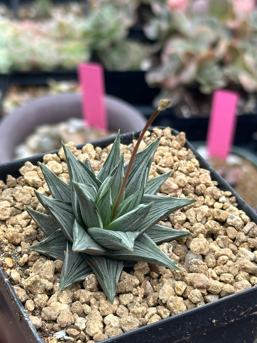 Rare Haworthia Ivory Tower White Variegata - Unique and Stunning