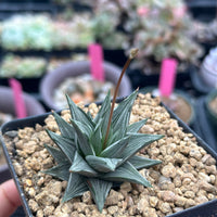 Rare Haworthia Ivory Tower White Variegata - Unique and Stunning