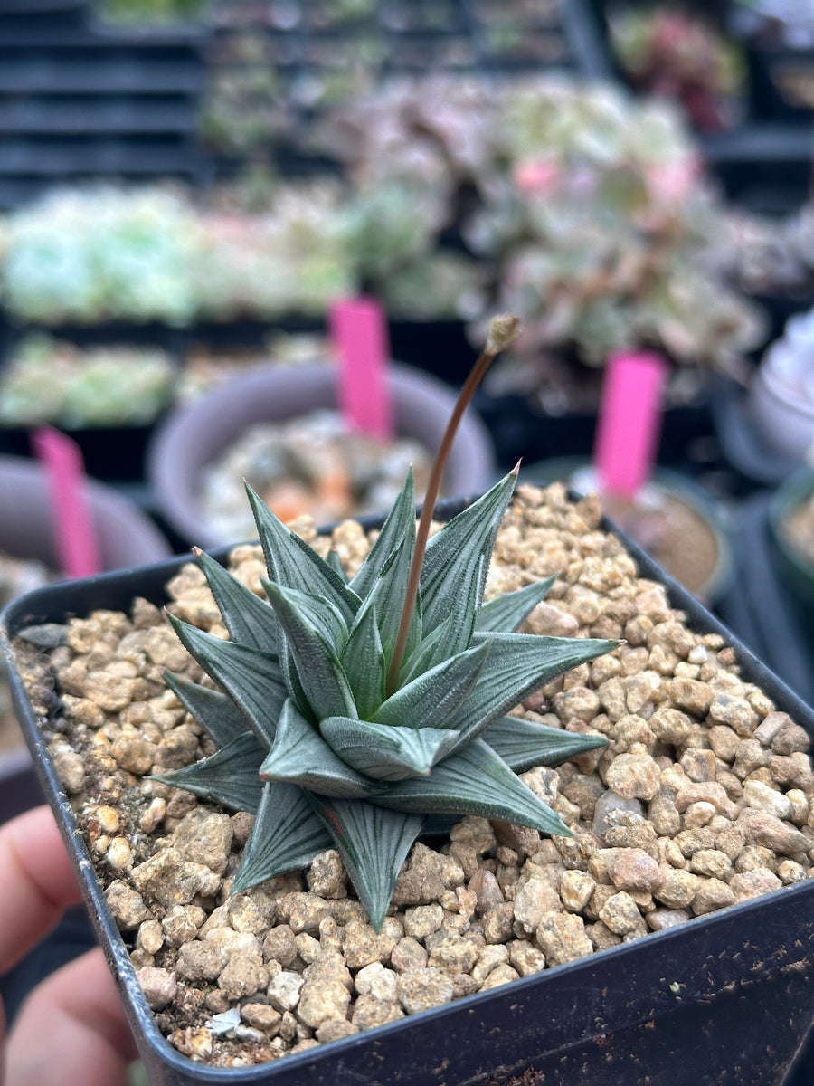 Rare Haworthia Ivory Tower White Variegata - Unique and Stunning