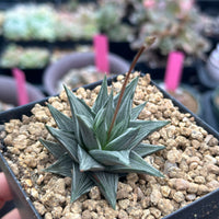 Rare Haworthia Ivory Tower White Variegata - Unique and Stunning