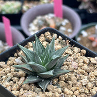 Rare Haworthia Ivory Tower White Variegata - Unique and Stunning