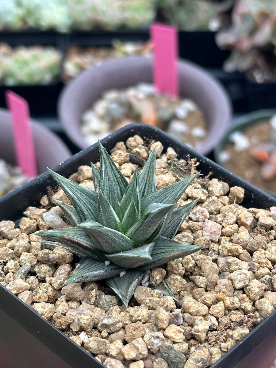 Rare Haworthia Ivory Tower White Variegata - Unique and Stunning