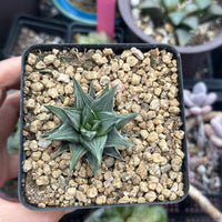 Rare Haworthia Ivory Tower White Variegata - Unique and Stunning