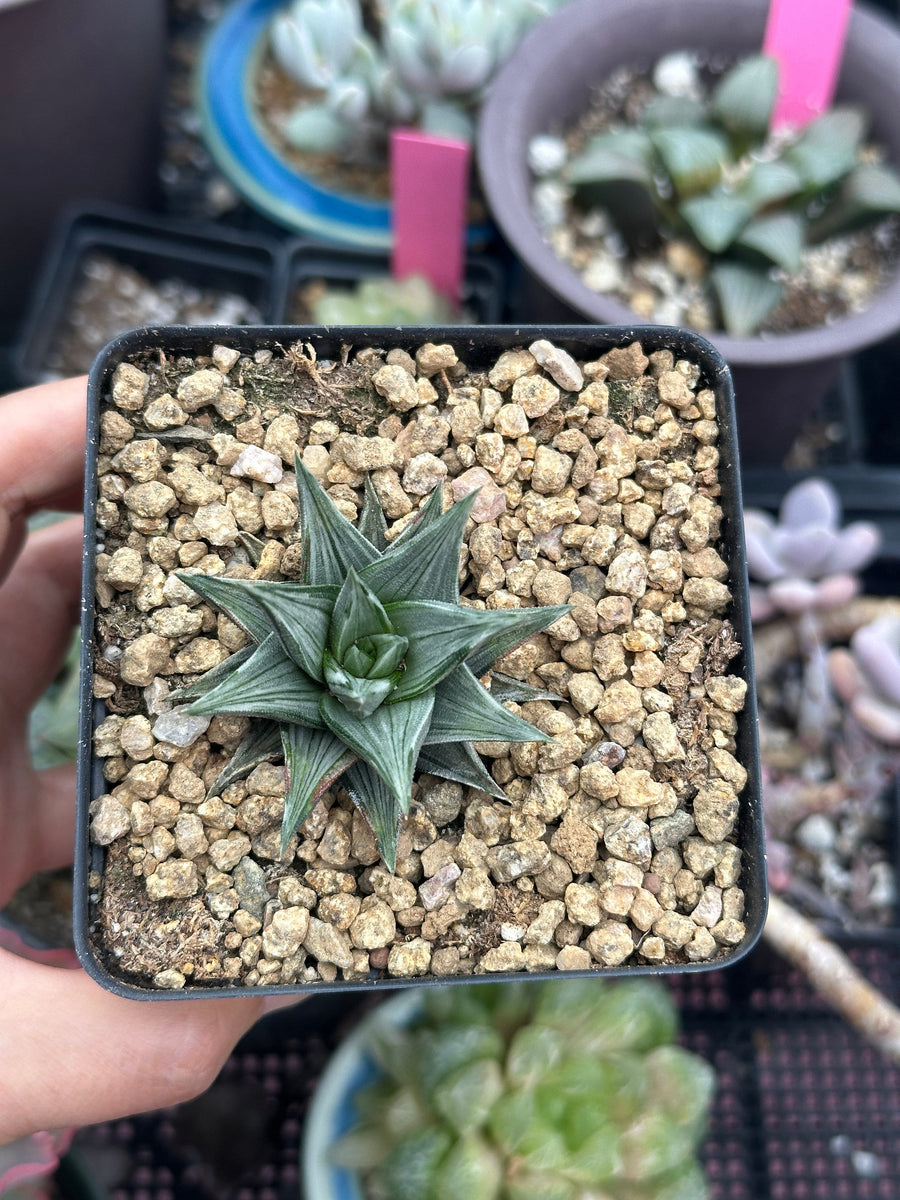 Rare Haworthia Ivory Tower White Variegata - Unique and Stunning