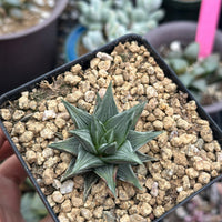 Rare Haworthia Ivory Tower White Variegata - Unique and Stunning