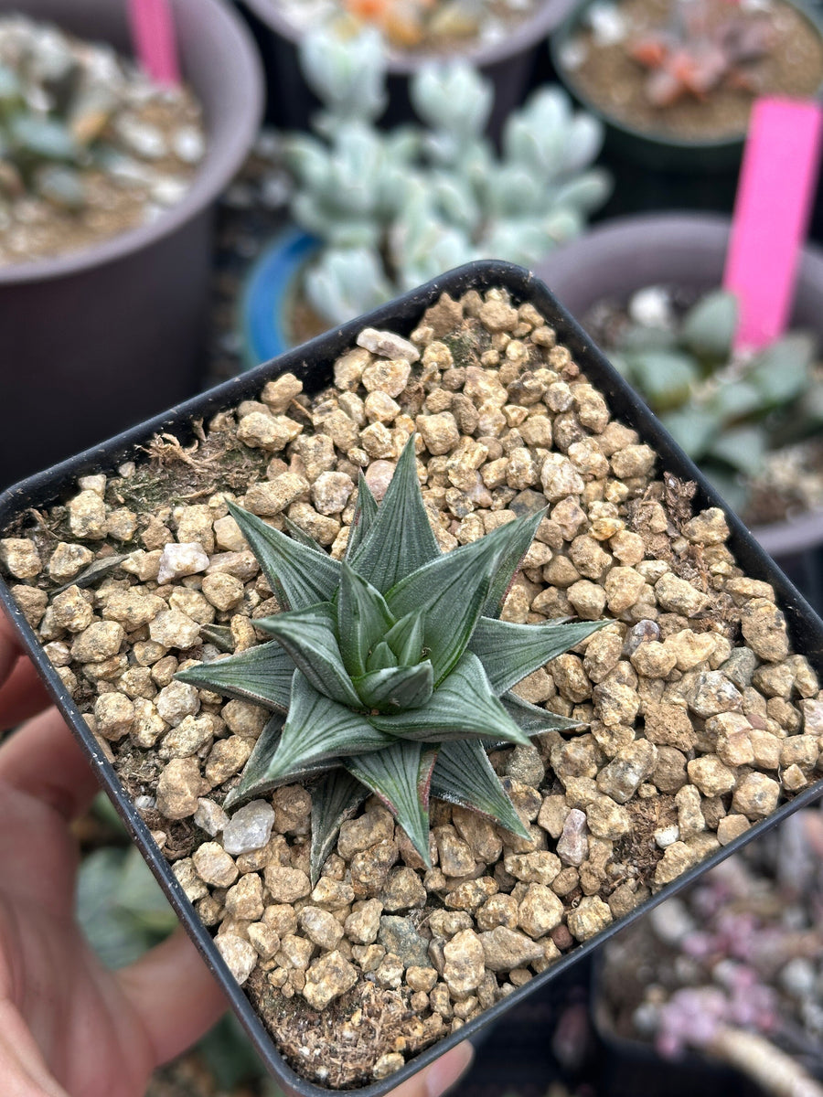 Rare Haworthia Ivory Tower White Variegata - Unique and Stunning