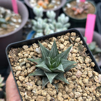 Rare Haworthia Ivory Tower White Variegata - Unique and Stunning