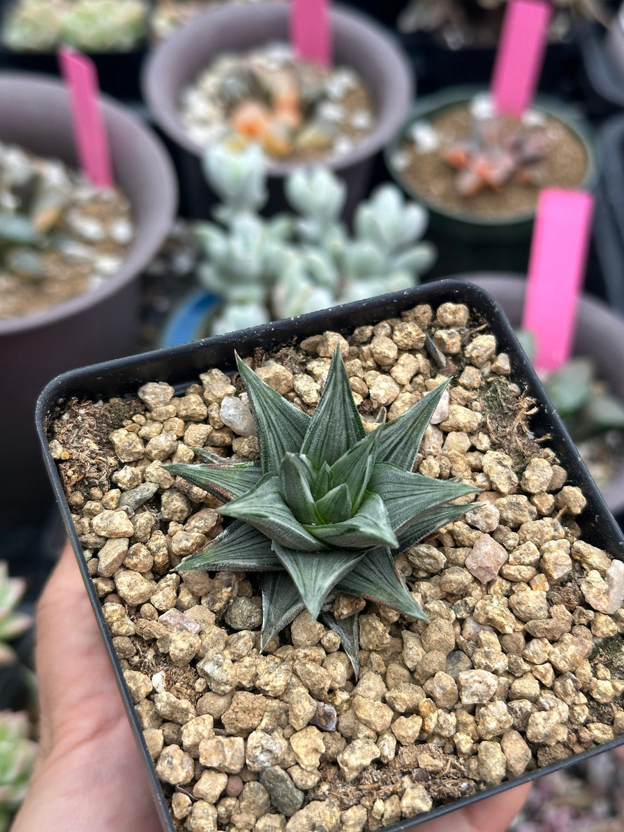 Rare Haworthia Ivory Tower White Variegata - Unique and Stunning