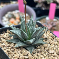 Rare Haworthia Ivory Tower White Variegata - Unique and Stunning