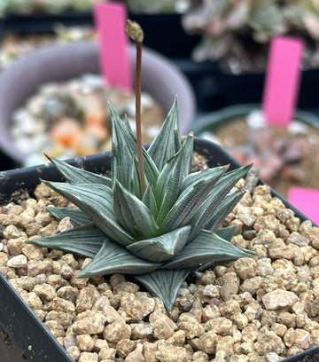 Rare Haworthia Ivory Tower White Variegata - Unique and Stunning