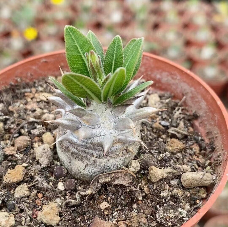 Rare Succulents - Brevicaule X Densiflorum (1”)