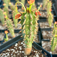 Rare Euphorbia - Euphorbia Bergeri