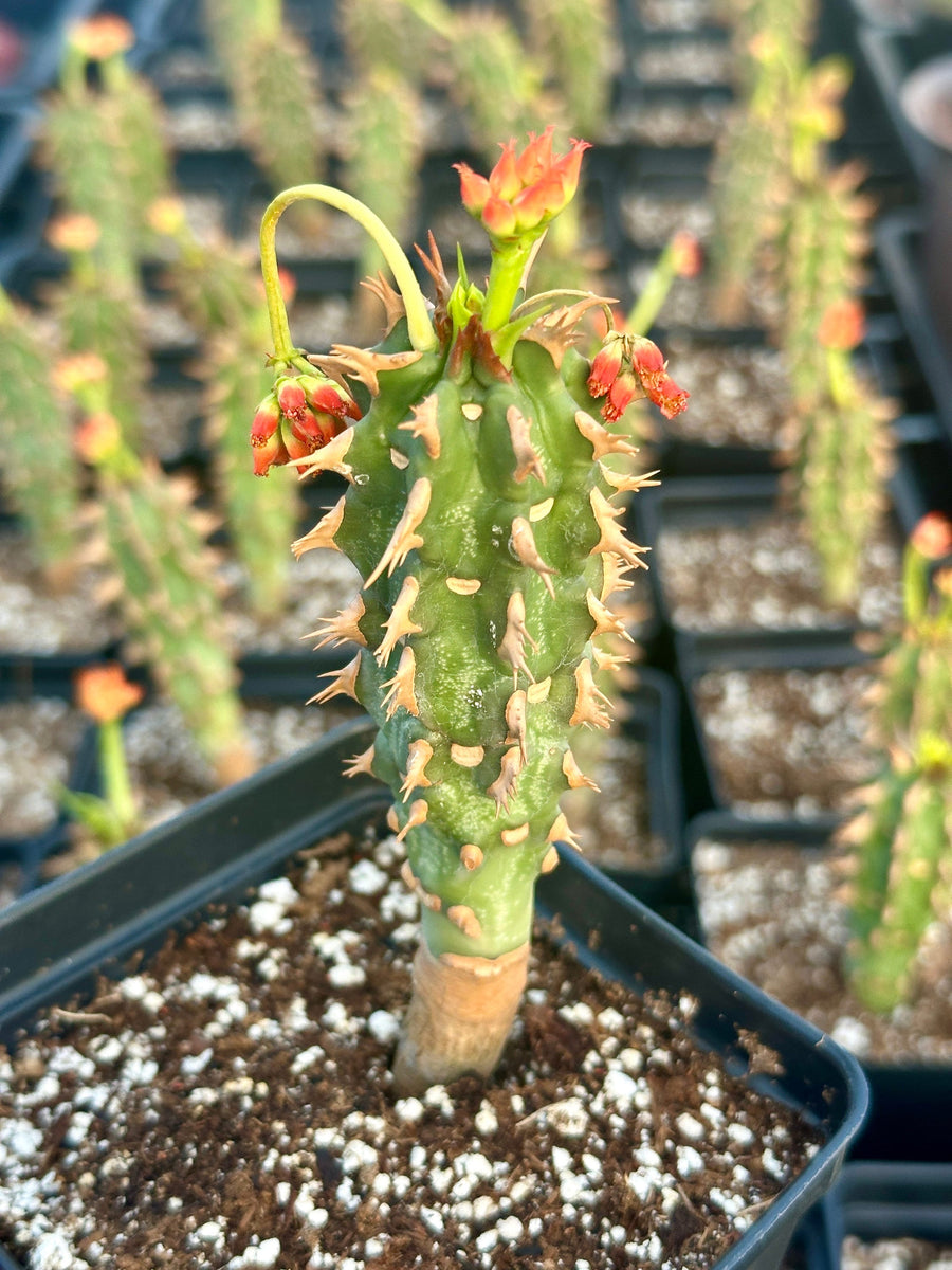 Rare Euphorbia - Euphorbia Bergeri