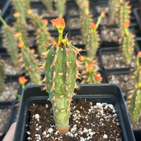 Rare Euphorbia - Euphorbia Bergeri