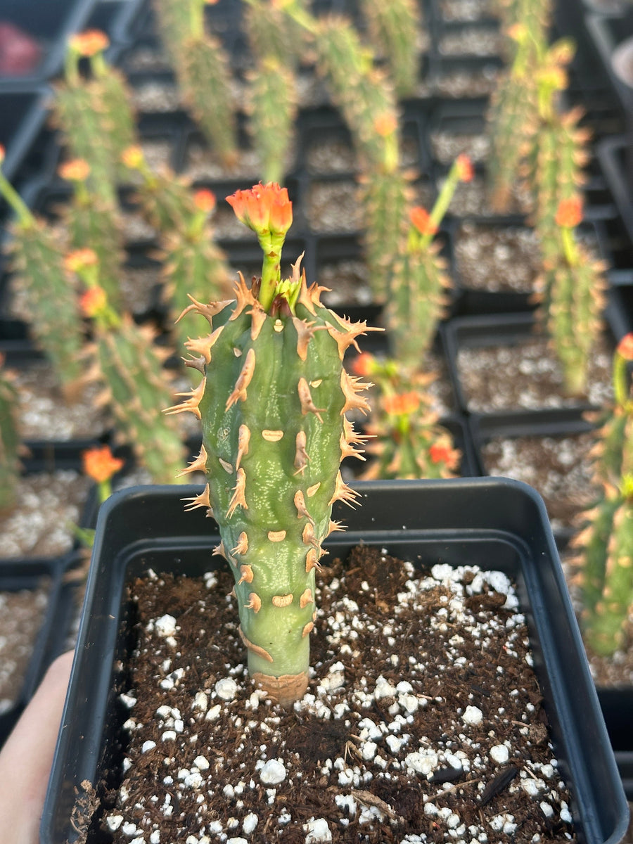 Rare Euphorbia - Euphorbia Bergeri