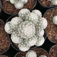 Rare Cactus - Mammillaria Humboldtii (2.5”-3”)