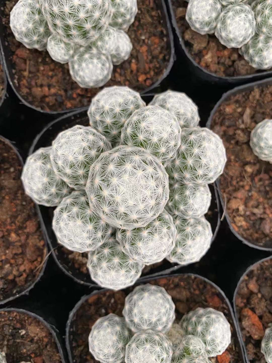 Rare Cactus - Mammillaria Humboldtii (2.5”-3”)