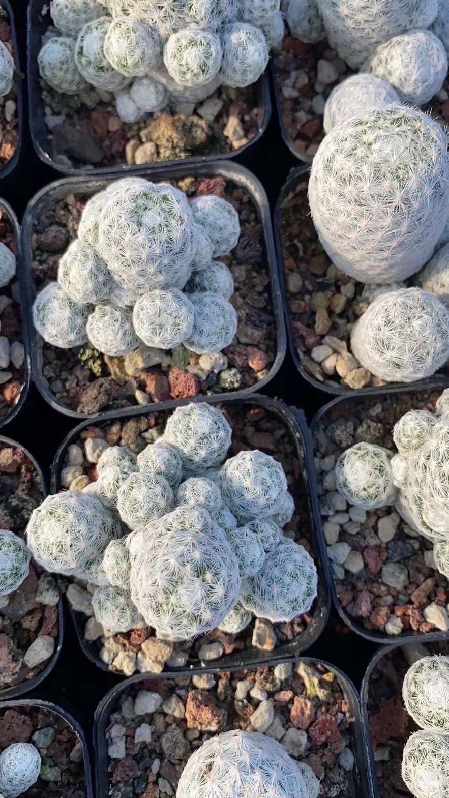 Rare Cactus - Mammillaria Humboldtii (2.5”-3”)