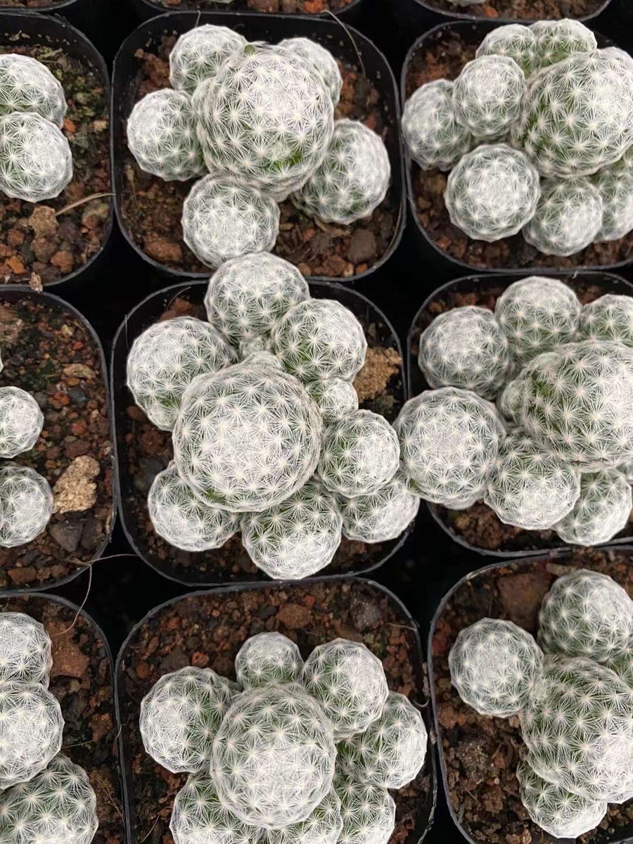 Rare Cactus - Mammillaria Humboldtii (2.5”-3”)