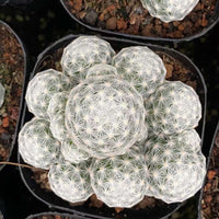 Rare Cactus - Mammillaria Humboldtii (2.5”-3”)