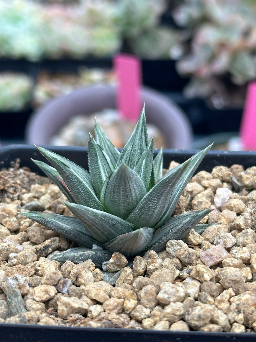 Rare Haworthia Ivory Tower White Variegata - Unique and Stunning