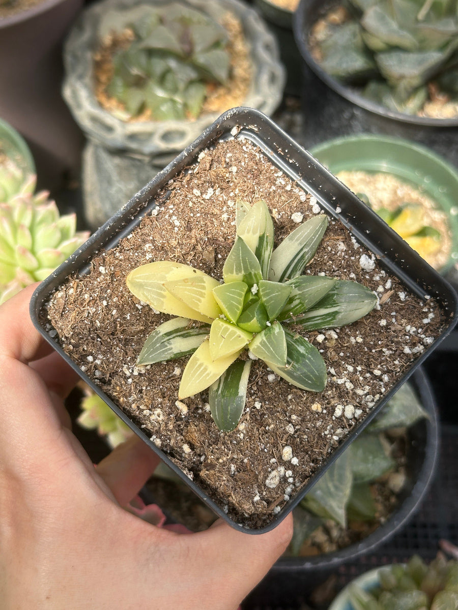 Rare Succulents - Haworthia Variegated Heidelbergensis Single Stem (3