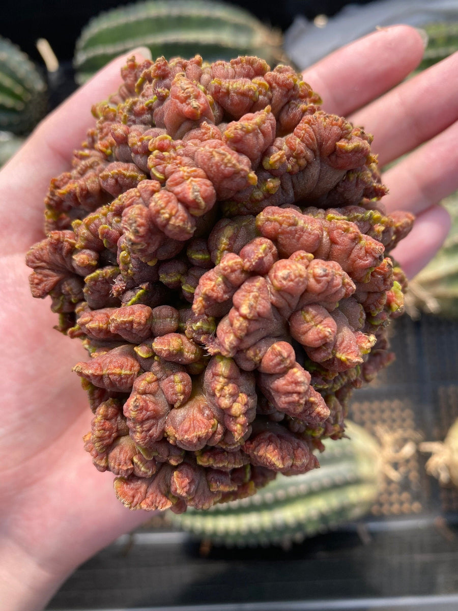 Rare Cactus - Mammillaria boscana cv crested large