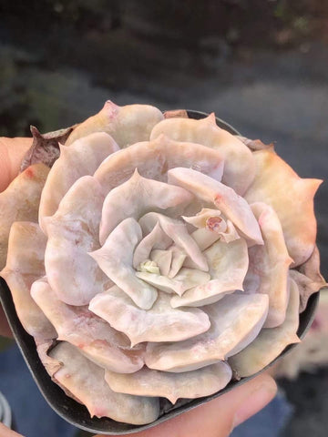 Rare Succulents - Echeveria Marvel (2”-3”)