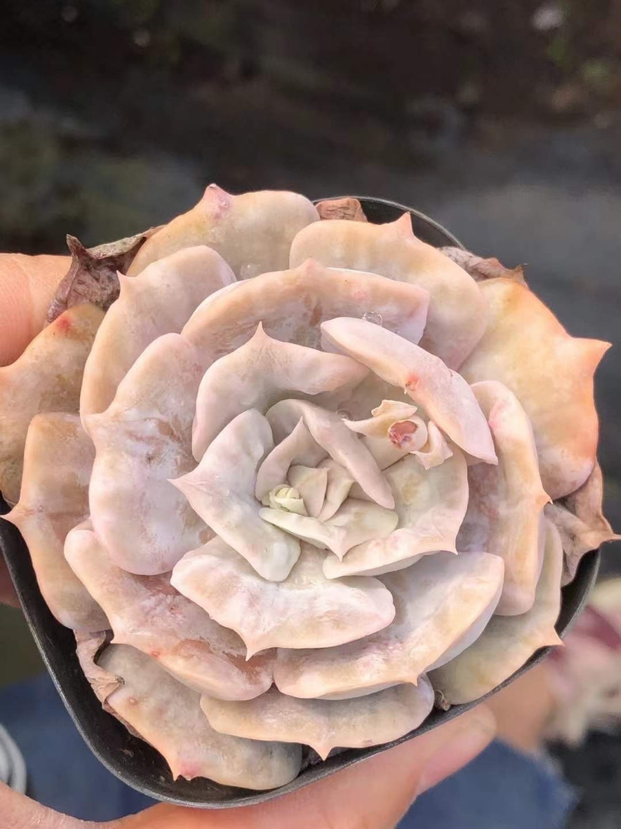 Rare Succulents - Echeveria Marvel (2”-3”)