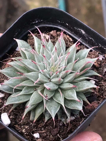 Rare Succulents - Echeveria Long Eyelash (2”)