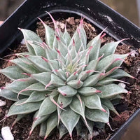 Rare Succulents - Echeveria Long Eyelash (2”)