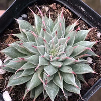 Rare Succulents - Echeveria Long Eyelash (2”)