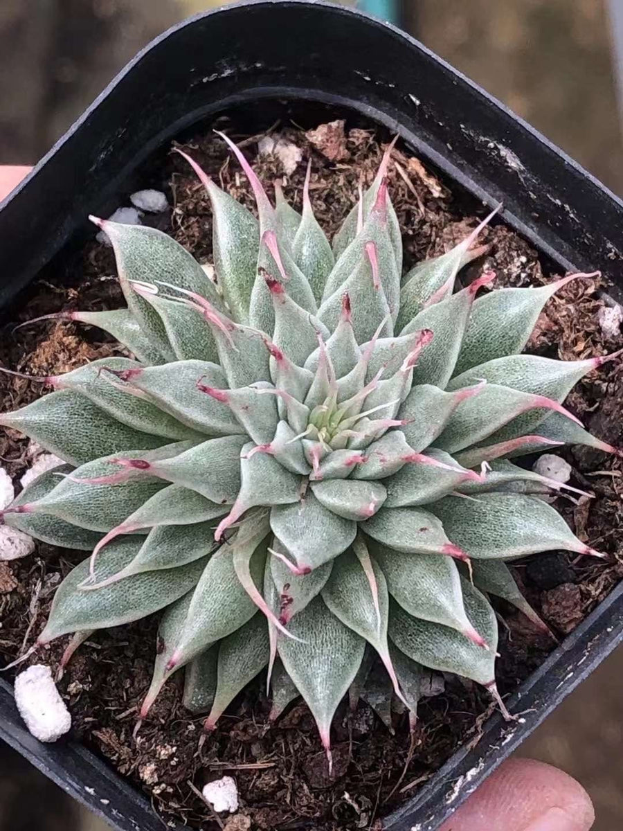 Rare Succulents - Echeveria Long Eyelash (2”)