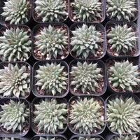 Rare Succulents - Echeveria Long Eyelash (2”)