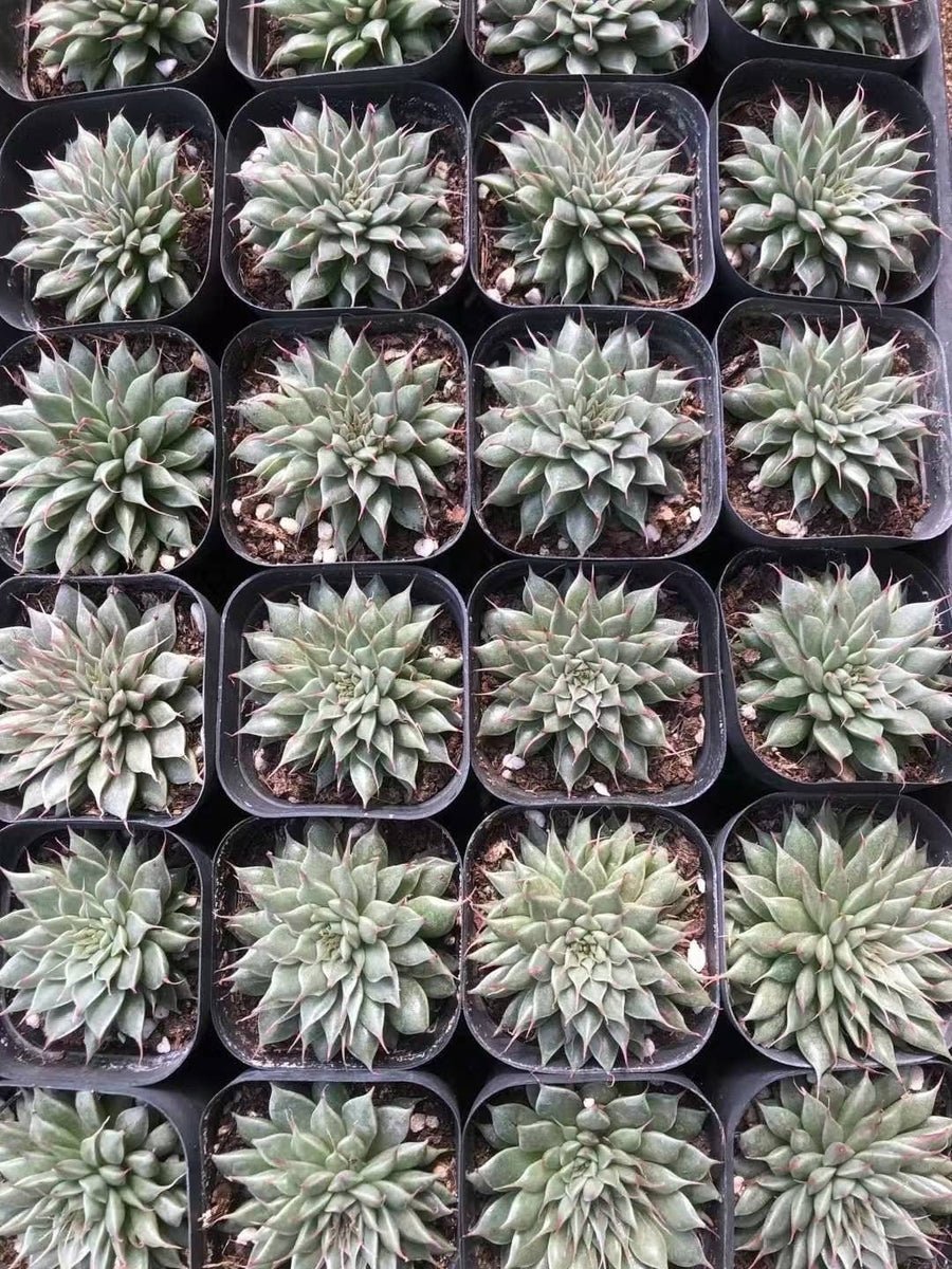 Rare Succulents - Echeveria Long Eyelash (2”)