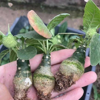 Dorstenia Elata, Rare Succulents (No Leaves)