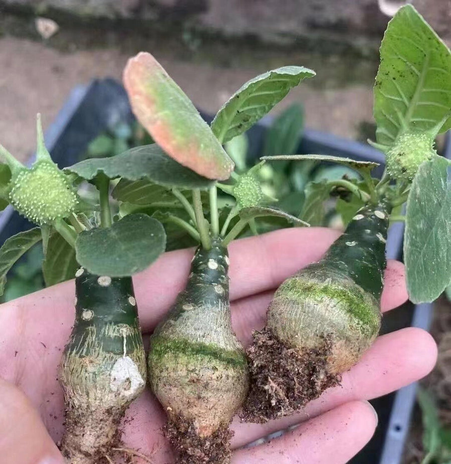 Dorstenia Elata, Rare Succulents (No Leaves)