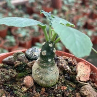 Dorstenia Elata, Rare Succulents (No Leaves)