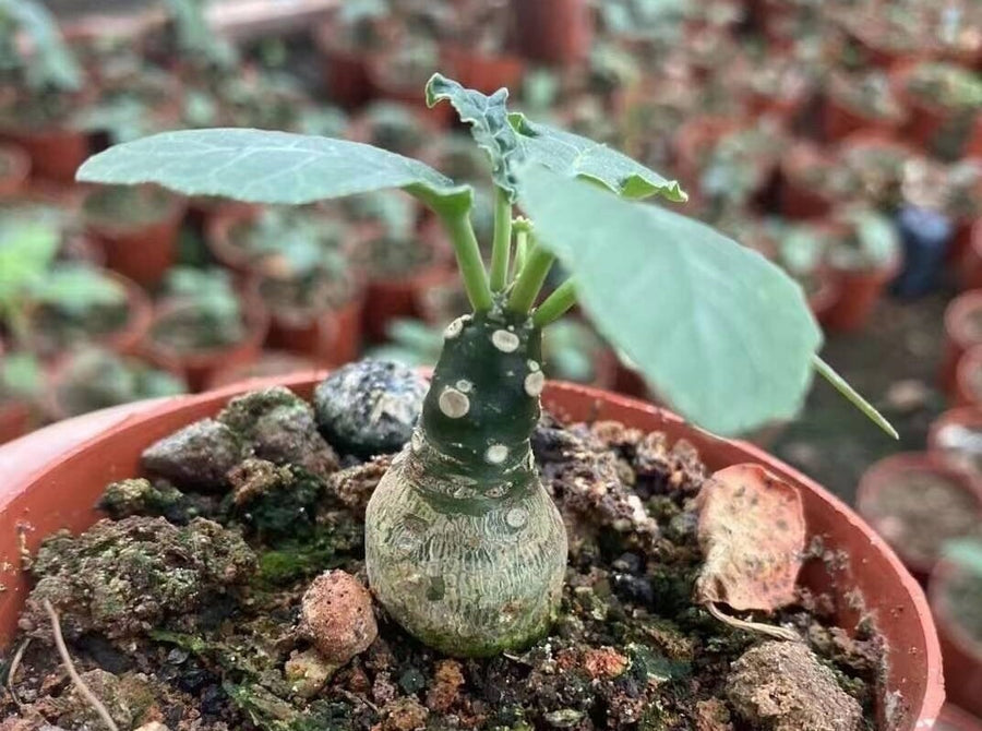 Dorstenia Elata, Rare Succulents (No Leaves)