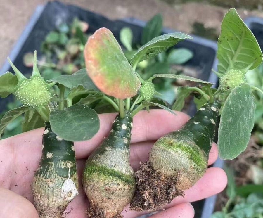 Dorstenia Elata, Rare Succulents (No Leaves)