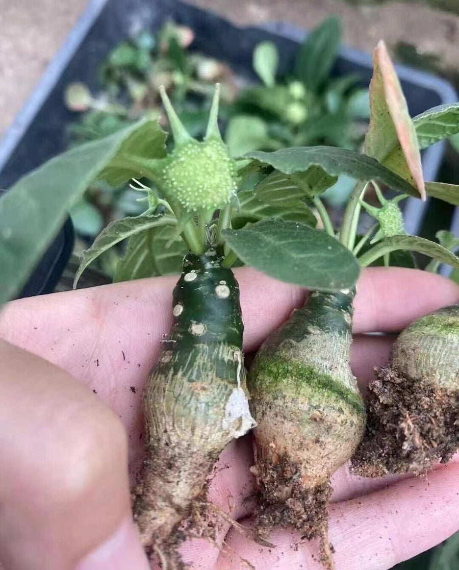 Dorstenia Elata, Rare Succulents (No Leaves)