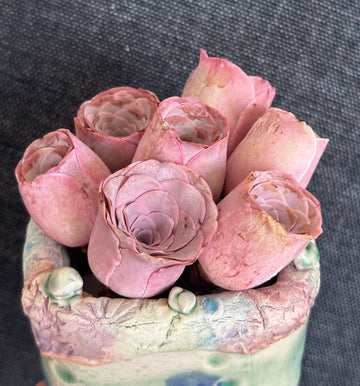 Aeonium Greenovia Pink Mountain Rose, Pink El Hierro